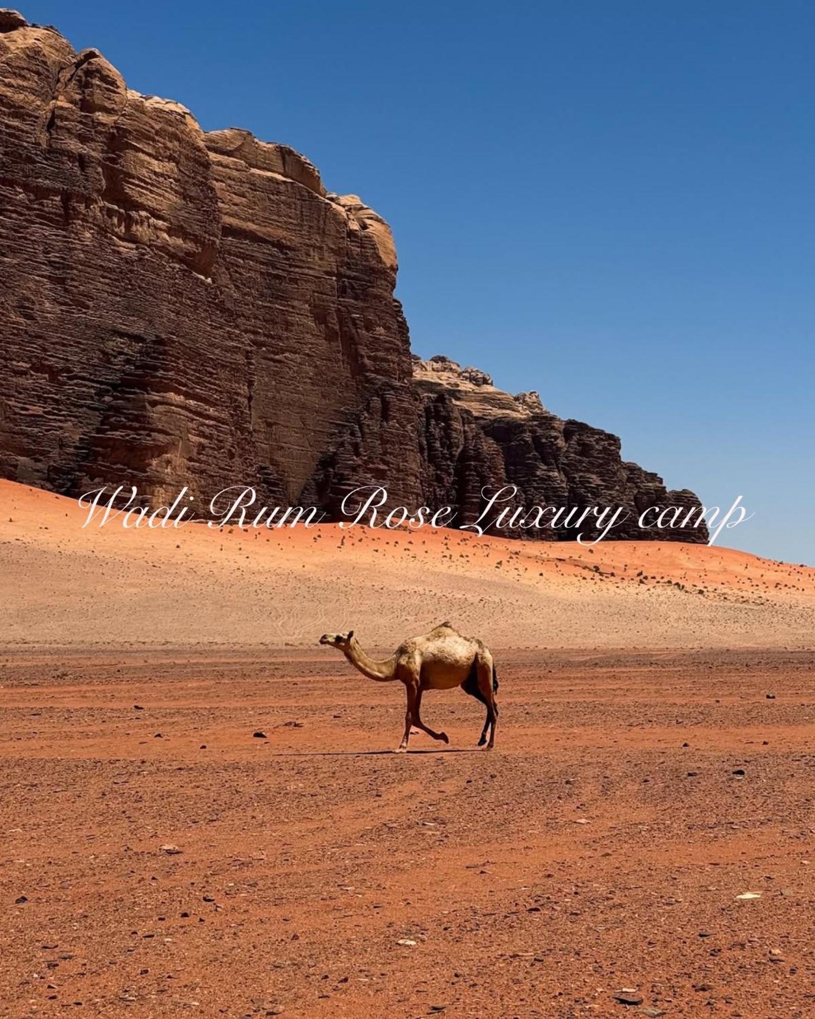 Wadi Rum Rose Luxury Camp Eksteriør billede