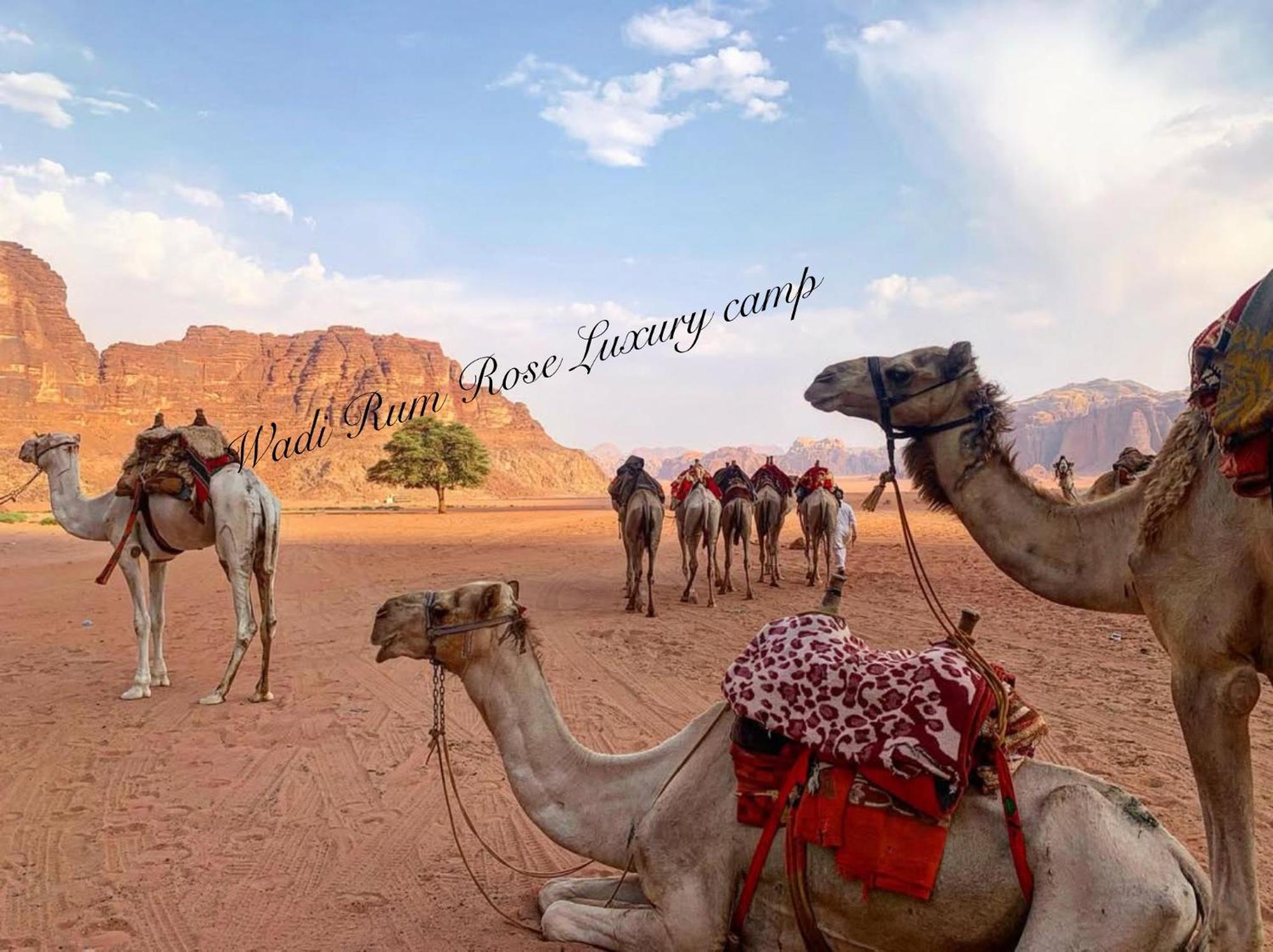 Wadi Rum Rose Luxury Camp Eksteriør billede