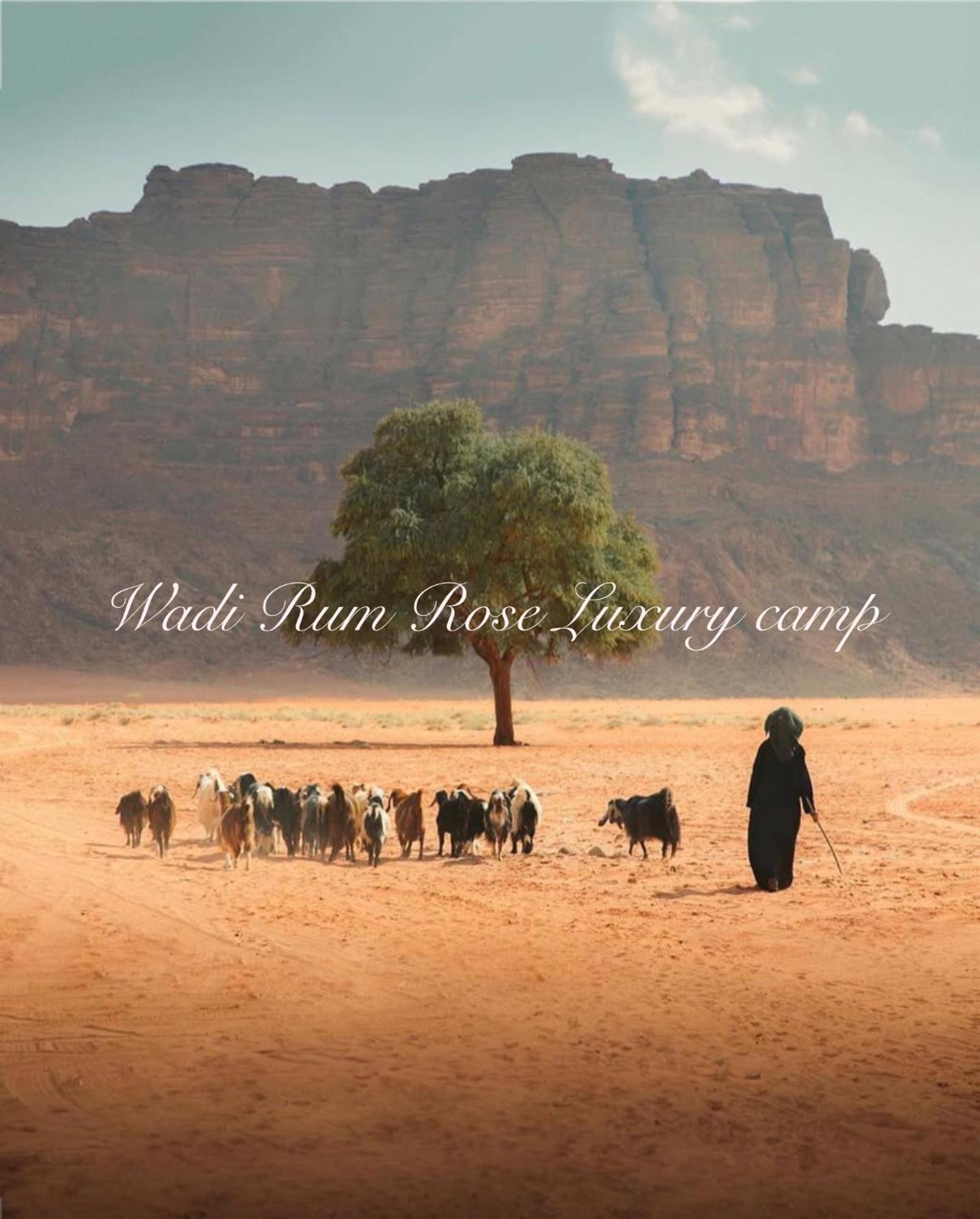 Wadi Rum Rose Luxury Camp Eksteriør billede